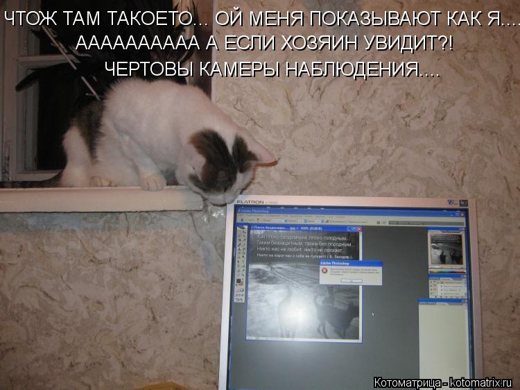 Котоматрица: ЧТОЖ ТАМ ТАКОЕТО... ОЙ МЕНЯ ПОКАЗЫВАЮТ КАК Я...... АААААААААА А ЕСЛИ ХОЗЯИН УВИДИТ?! ЧЕРТОВЫ КАМЕРЫ НАБЛЮДЕНИЯ....