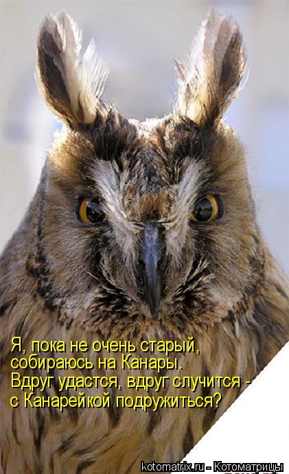 Котоматрица: Я, пока не очень старый, собираюсь на Канары. Вдруг удастся, вдруг случится - с Канарейкой подружиться?