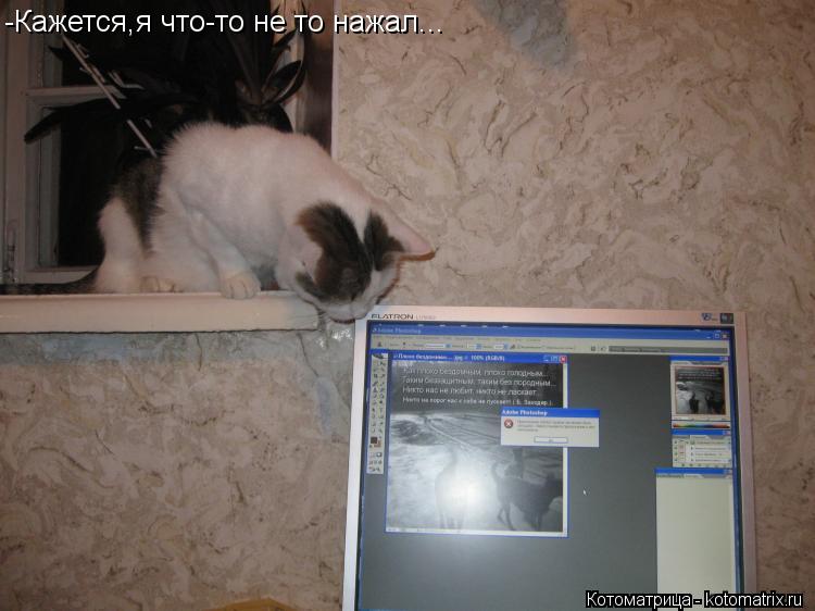 Котоматрица: -Кажется,я что-то не то нажал...