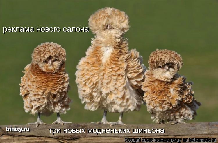 реклама нового салона три новых модненьких шиньона... Котоматрица: реклама нового салона три новых модненьких шиньона