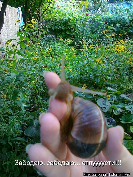 Забодаю, забодаю... отпуууусти!!!... Котоматрица: Забодаю, забодаю... отпуууусти!!!