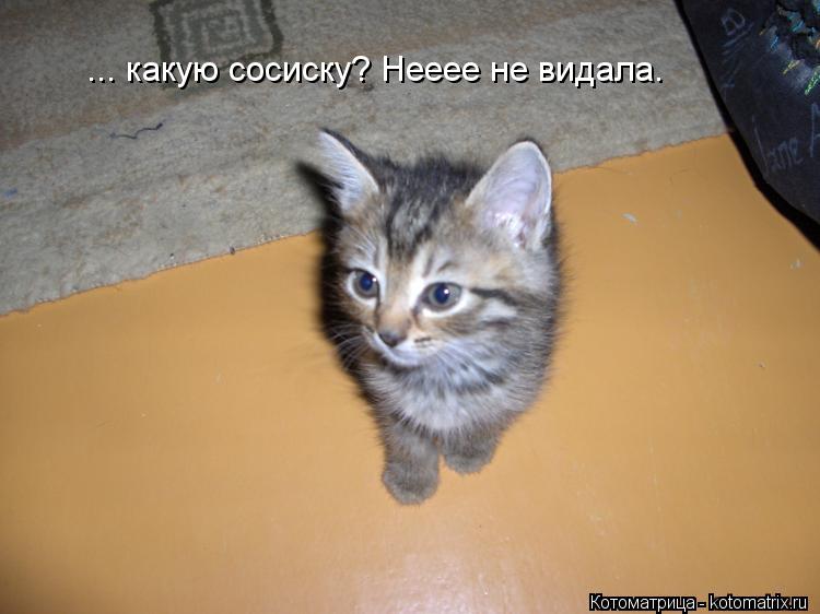 Котоматрица: ... какую сосиску? Нееее не видала.