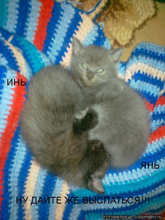 ИНЬ ЯНЬ НУ ДАЙТЕ ЖЕ ВЫСПАТЬСЯ!!!... Котоматрица: ИНЬ ЯНЬ НУ ДАЙТЕ ЖЕ ВЫСПАТЬСЯ!!!