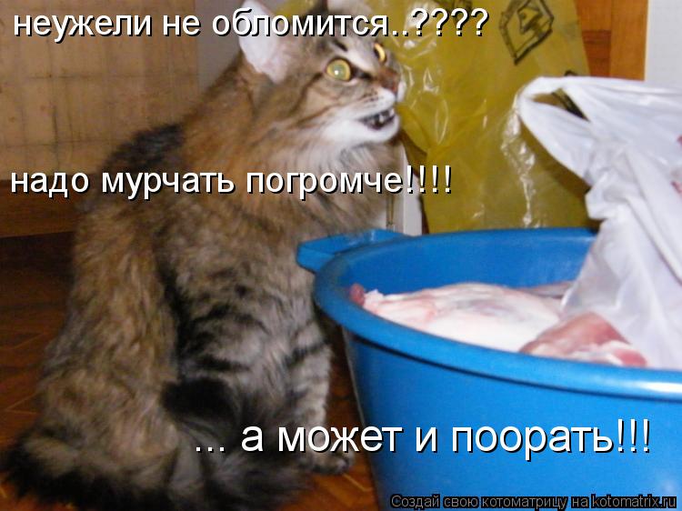 Котоматрица: неужели не обломится..???? надо мурчать погромче!!!! ... а может и поорать!!!