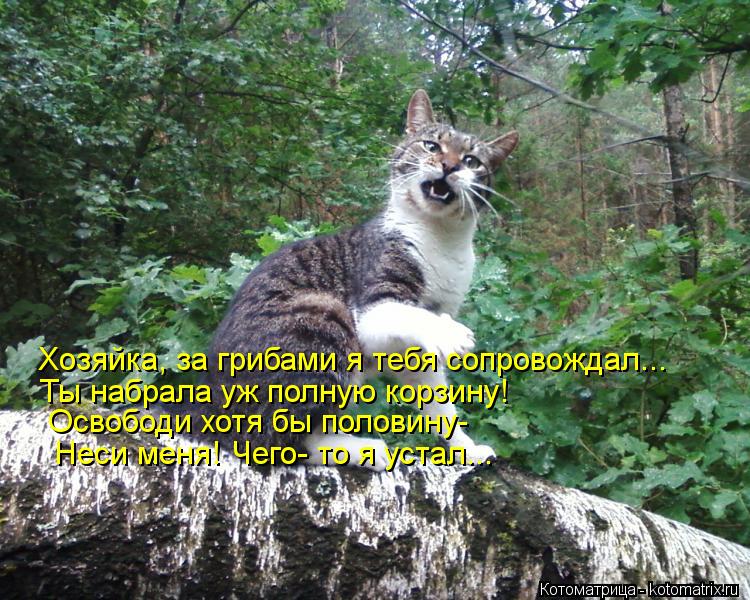 Котоматрица: Хозяйка, за грибами я тебя сопровождал... Ты набрала уж полную корзину! Освободи хотя бы половину- Неси меня! Чего- то я устал...