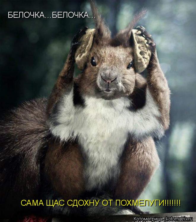 БЕЛОЧКА...БЕЛОЧКА... САМА ЩАС СДОХНУ ОТ ПОХМЕЛУГИ!!!!!!!... Котоматрица: БЕЛОЧКА...БЕЛОЧКА... САМА ЩАС СДОХНУ ОТ ПОХМЕЛУГИ!!!!!!!