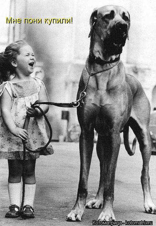 Котоматрица: Мне пони купили!