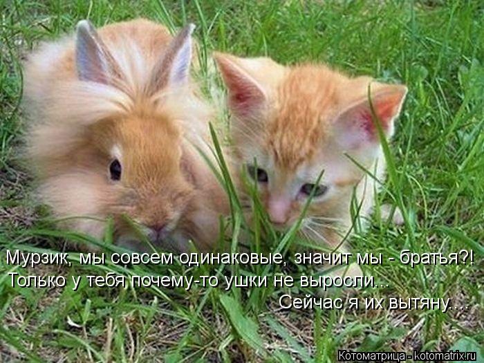 Мурзик, мы совсем одинаковые, значит мы - братья?! Только у тебя почему-то ушки не выросли... Сейчас ... Котоматрица: Мурзик, мы совсем одинаковые, значит мы - братья?! Только у тебя почему-то ушки не выросли... Сейчас я их вытяну....