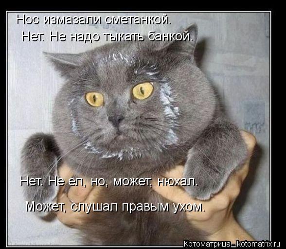 Котоматрица: Нос измазали сметанкой.   Нет. Не надо тыкать банкой.   Нет. Не ел, но, может, нюхал.  Может, слушал правым ухом.