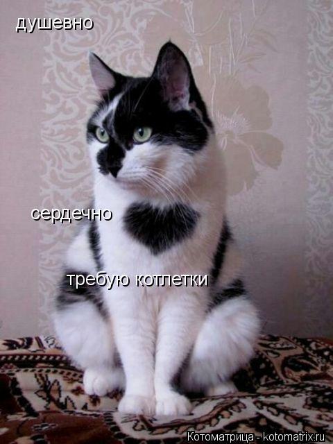 Котоматрица: душевно сердечно требую котлетки