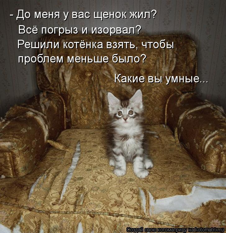 - До меня у вас щенок жил? Решили котёнка взять, чтобы проблем меньше было? Какие вы умные... Всё пог... Котоматрица: - До меня у вас щенок жил? Решили котёнка взять, чтобы проблем меньше было? Какие вы умные... Всё погрыз и изорвал?
