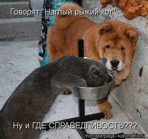 Говорят:"Наглый рыжий кот" Ну и ГДЕ СПРАВЕДЛИВОСТЬ???... Котоматрица: Говорят:"Наглый рыжий кот" Ну и ГДЕ СПРАВЕДЛИВОСТЬ???