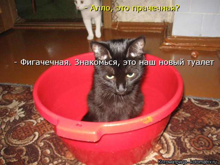 Котоматрица: - Алло, это прачечная? - Фигачечная. Знакомься, это наш новый туалет