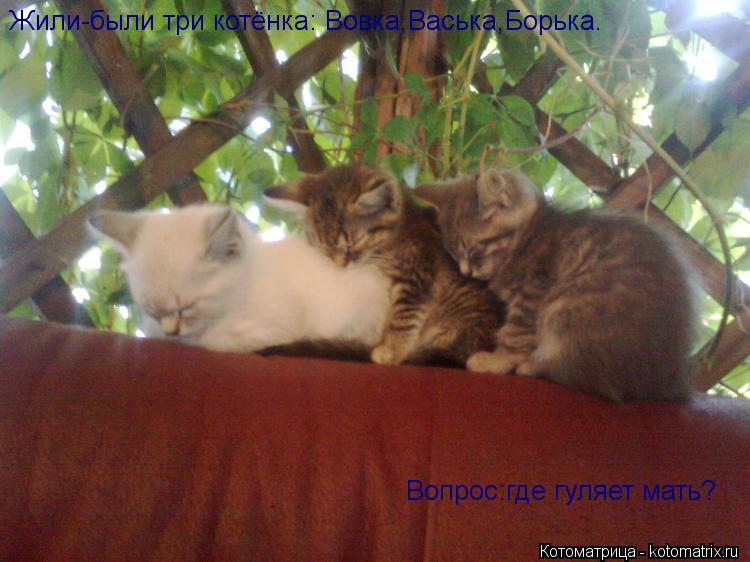 Жили-были три котёнка: Вовка,Васька,Борька. Вопрос:где гуляет мать?... Котоматрица: Жили-были три котёнка: Вовка,Васька,Борька. Вопрос:где гуляет мать?