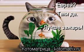 Котоматрица: - Еврей? - Таки да. - Лучше зажарь!