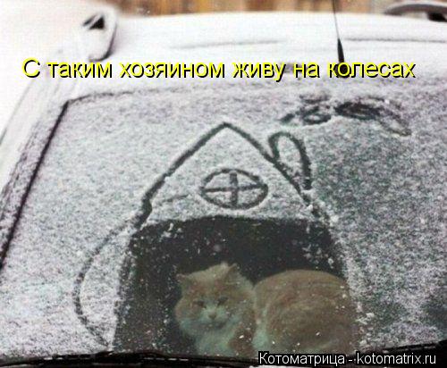 Котоматрица: С таким хозяином живу на колесах