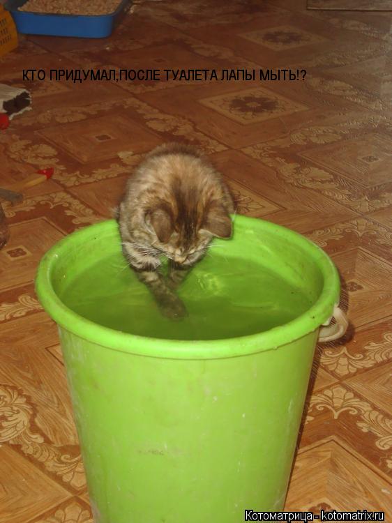 Котоматрица: КТО ПРИДУМАЛ,ПОСЛЕ ТУАЛЕТА ЛАПЫ МЫТЬ!?