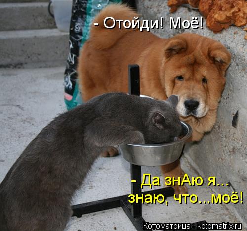 - Отойди! Моё! - Да знАю я... знаю, что...моё!... Котоматрица: - Отойди! Моё! - Да знАю я... знаю, что...моё!