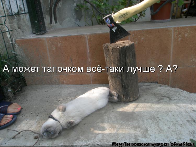 Котоматрица: А может тапочком всё-таки лучше ? А?