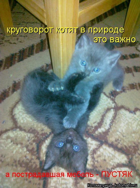 круговорот котят в природе это важно а пострадавшая мебель - ПУСТЯК... Котоматрица: круговорот котят в природе это важно а пострадавшая мебель - ПУСТЯК