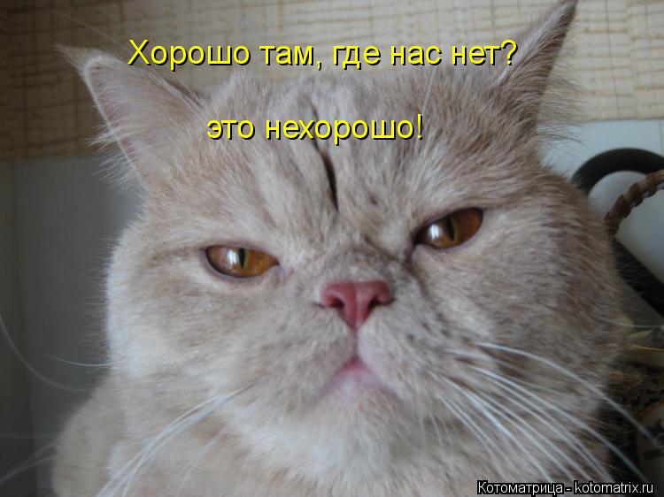 Котоматрица: Хорошо там, где нас нет? это нехорошо!