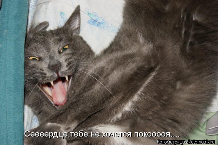 Котоматрица: Сеееердце,тебе не хочется покооооя....