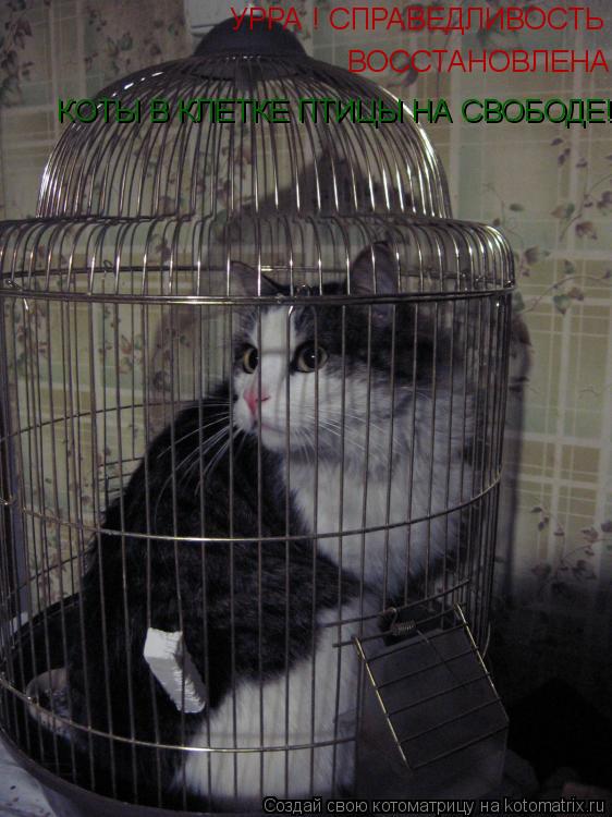 Котоматрица: УРРА ! СПРАВЕДЛИВОСТЬ ВОССТАНОВЛЕНА  ВОССТАНОВЛЕНА  КОТЫ В КЛЕТКЕ ПТИЦЫ НА СВОБОДЕ!