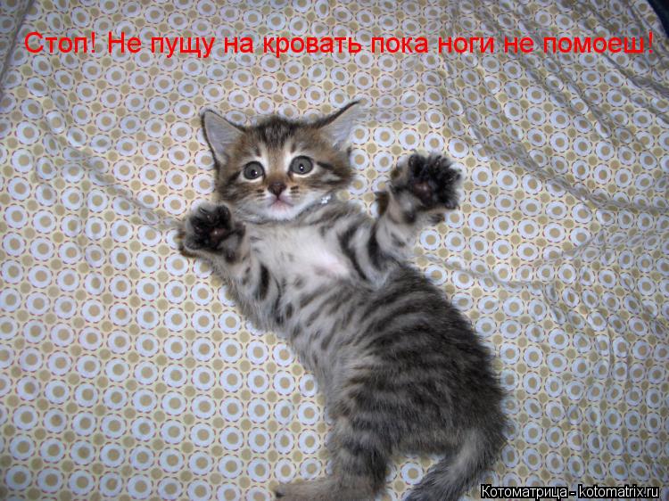 Котоматрица: Стоп! Не пущу на кровать пока ноги не помоеш!