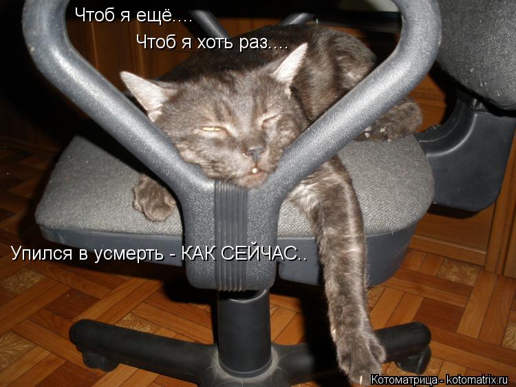 Чтоб я ещё.... Чтоб я хоть раз.... Упился в усмерть - КАК СЕЙЧАС..... Котоматрица: Чтоб я ещё.... Чтоб я хоть раз.... Упился в усмерть - КАК СЕЙЧАС..