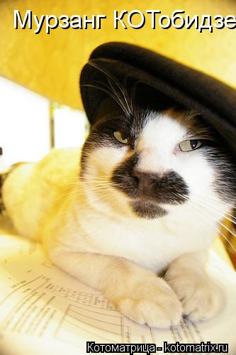 Котоматрица: Мурзанг КОТобидзе