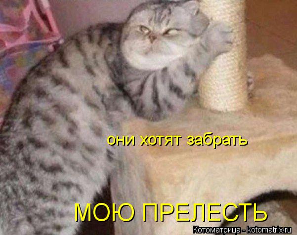 Котоматрица: они хотят забрать МОЮ ПРЕЛЕСТЬ