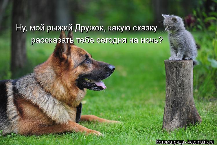 Котоматрица: Ну, мой рыжий Дружок, какую сказку  рассказать тебе сегодня на ночь?