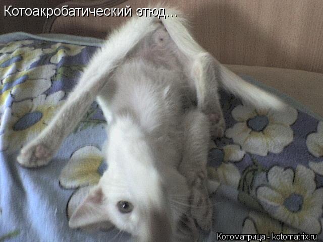 Котоакробатический этюд...... Котоматрица: Котоакробатический этюд...