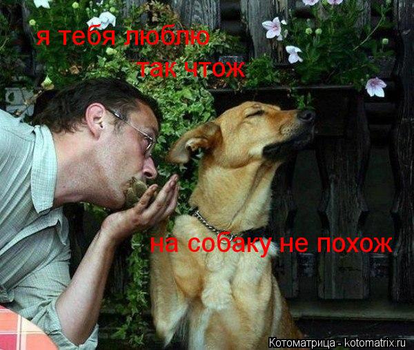 Котоматрица: я тебя люблю так чтож на собаку не похож