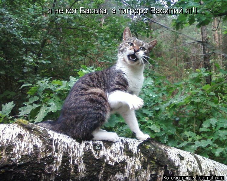 Котоматрица: я не кот Васька, а тигрррр Василий я!!!