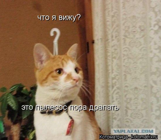 Котоматрица: что я вижу? это пылесос пора драпать