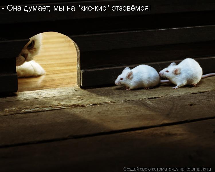 Котоматрица: - Она думает, мы на "кис-кис" отзовёмся!