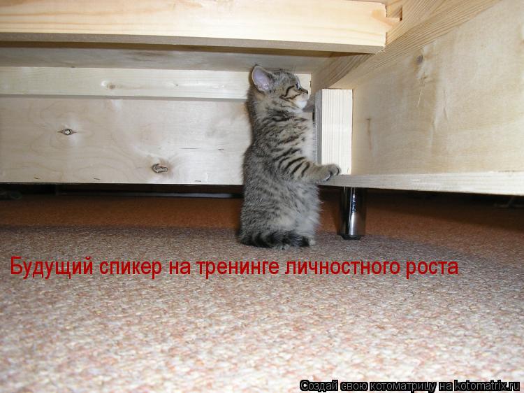 Котоматрица: Будущий спикер на тренинге личностного роста