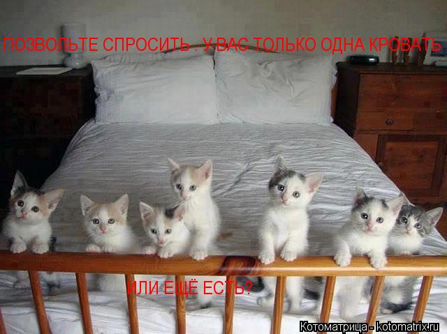 Котоматрица: ПОЗВОЛЬТЕ СПРОСИТЬ . У ВАС ТОЛЬКО ОДНА КРОВАТЬ ИЛИ ЕЩЁ ЕСТЬ? ИЛИ ЕЩЁ ЕСТЬ?