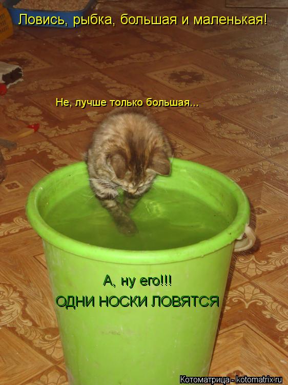 Ловись, рыбка, большая и маленькая! Не, лучше только большая... А, ну его!!! ОДНИ НОСКИ ЛОВЯТСЯ... Котоматрица: Ловись, рыбка, большая и маленькая! Не, лучше только большая... А, ну его!!! ОДНИ НОСКИ ЛОВЯТСЯ