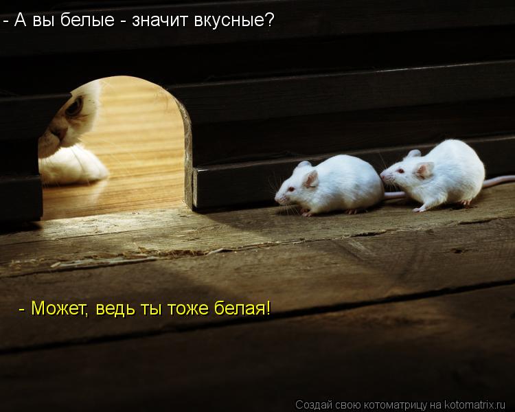Котоматрица: - А вы белые - значит вкусные? - Может, ведь ты тоже белая!