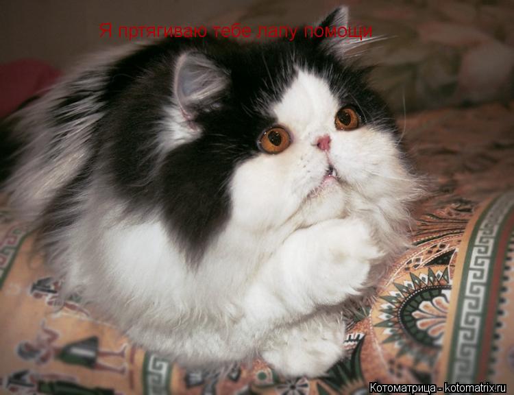 Котоматрица: Я пртягиваю тебе лапу помощи
