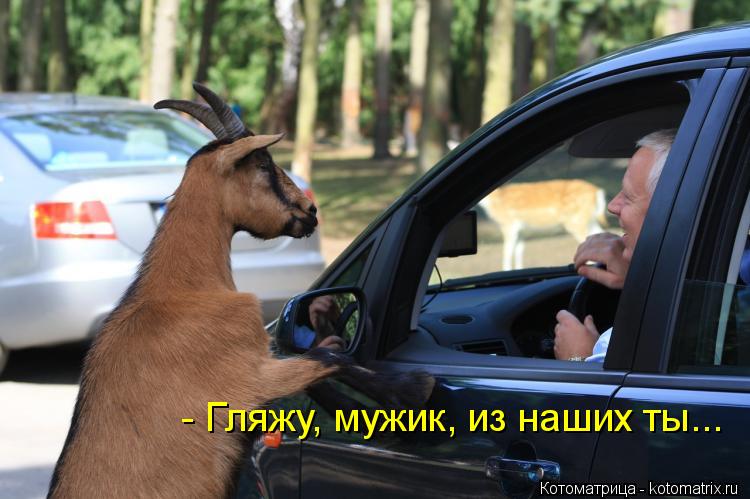 Котоматрица: - Гляжу, мужик, из наших ты...