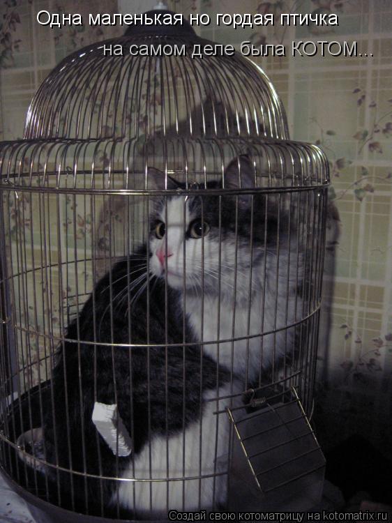 Котоматрица: Одна маленькая но гордая птичка на самом деле была КОТОМ...