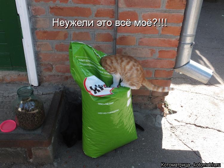 Котоматрица: Неужели это всё моё?!!!