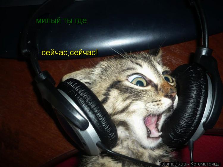Котоматрица: милый ты где сейчас,сейчас!