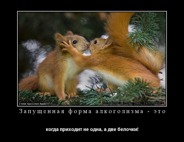 Котоматрица: Запущенная форма алкоголизма - это когда приходит не одна, а две белочки!