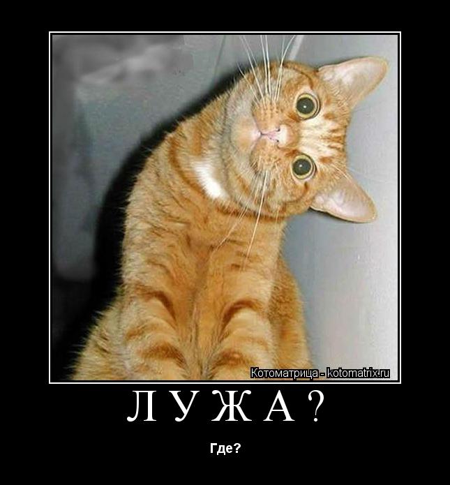 ЛУЖА? Где?... Котоматрица: ЛУЖА? Где?
