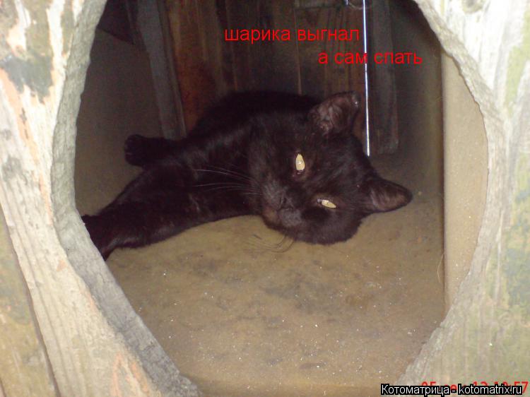 Котоматрица: шарика выгнал а сам спать