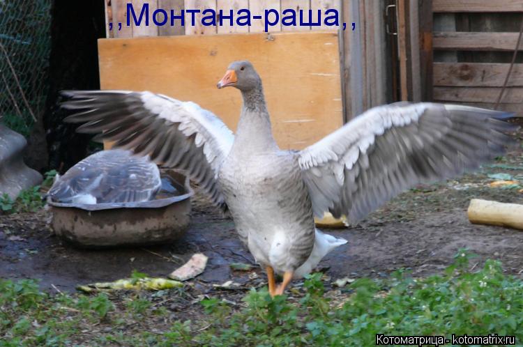 Котоматрица: ,,Монтана-раша,,